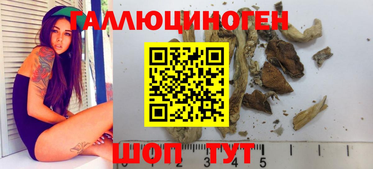 Галлюциногенные грибы Psilocybine cubensis Обь